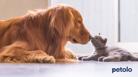 Bild zum Artikel Vergleich: Beste Tierversicherung für die Katze